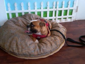 english bulldog